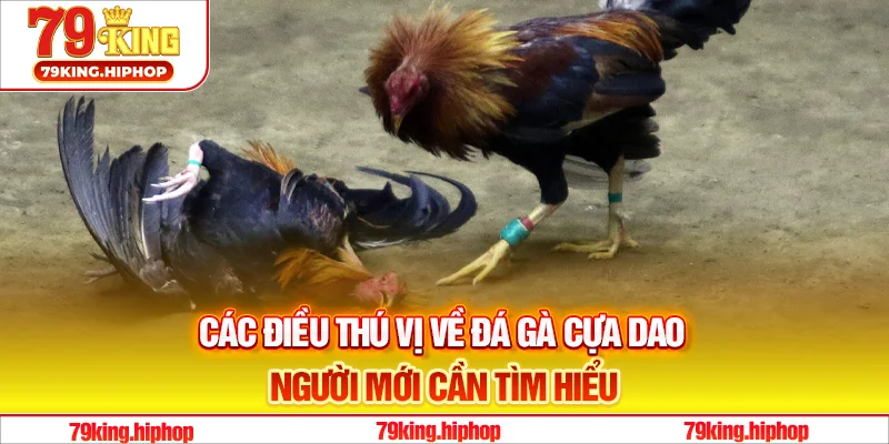 Các điều thú vị về đá gà cựa dao người mới cần tìm hiểu