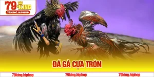 Đá Gà Cựa Tròn - Thông Tin Cơ Bản Tại 79King